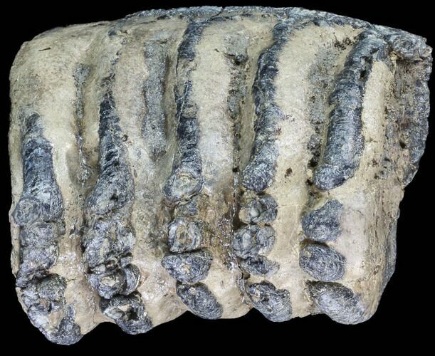 Partial Southern Mammoth Molar - Hungary #87546